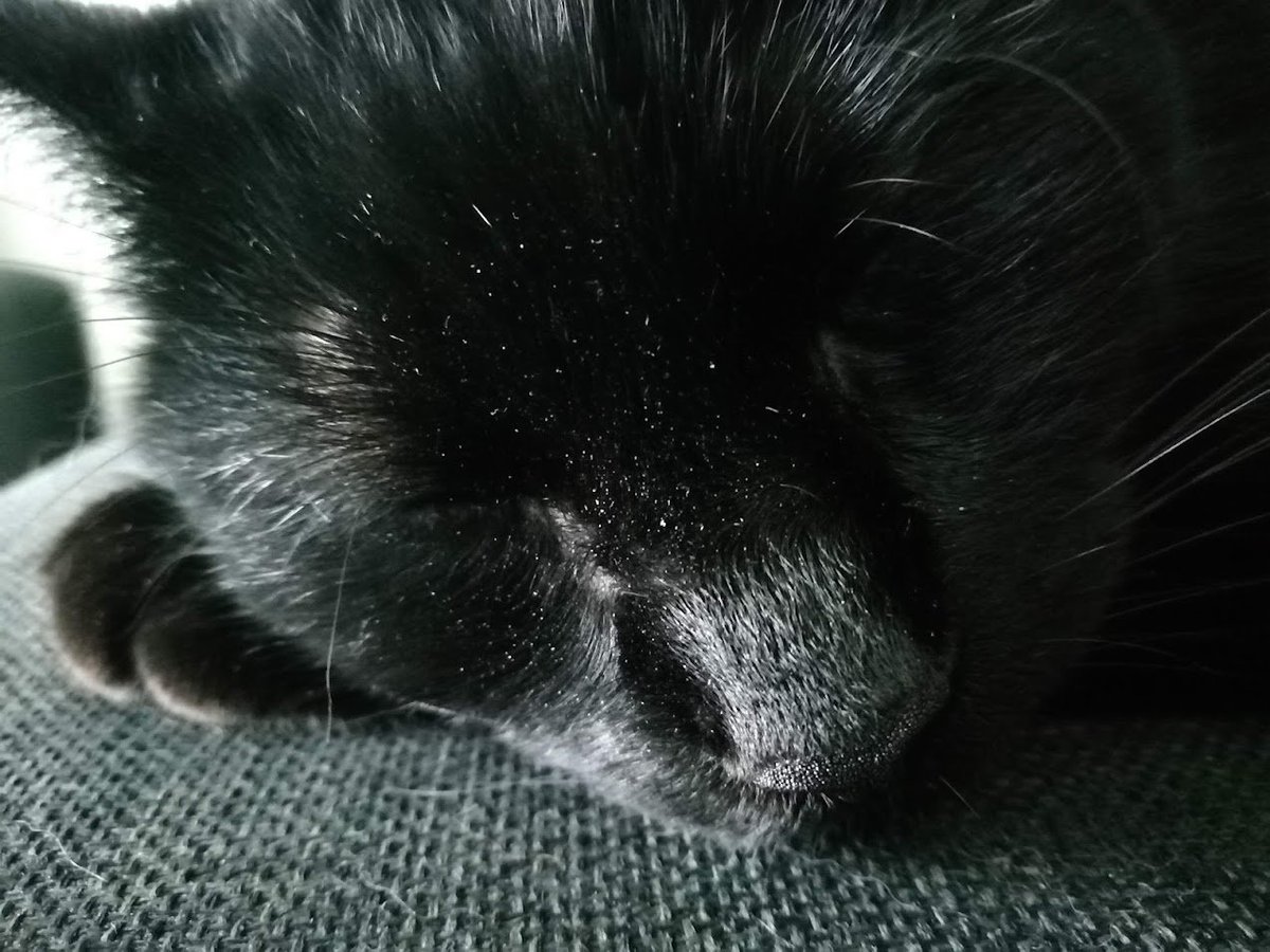 ATVNetworkCat's tweet photo. I'm not asleep, I'm just resting my eyes. #CatsOfTwitter #CatsOnTwitter #NotAsleep https://t.co/KGv5aFkEID