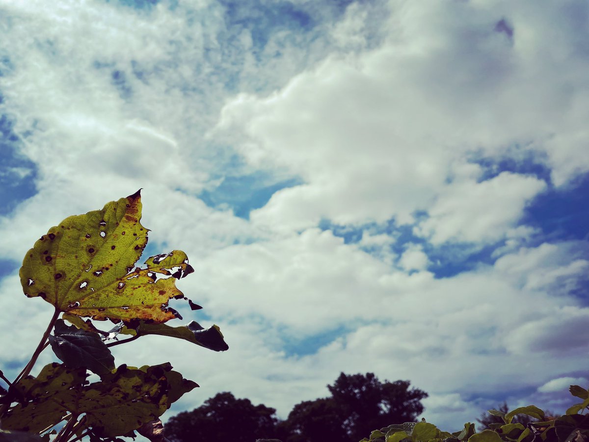 pcrescent's tweet photo. As imperceptibly as Grief The Summer lapsed away—
#attheendofsummer #emilydickinson #stillhotthough https://t.co/elvYdD0IyV