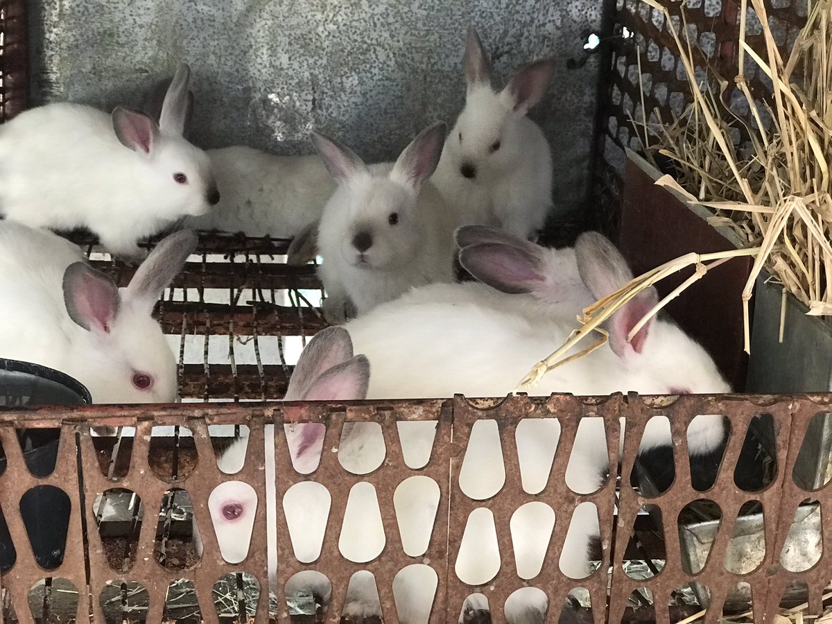 Want to kickstart a rabbit project? We have the right breeds and expertise to get you started💯 🐇 
Weaners available for sale from $8. Contact  0774342643 or use the WhatsApp link wa.me/263774342643  
Location: Bluffhill, Harare
#redmarketsunday <a href="/iMisred/">MISRED</a> <a href="/redmarketsunday/">Red Market Sunday</a>