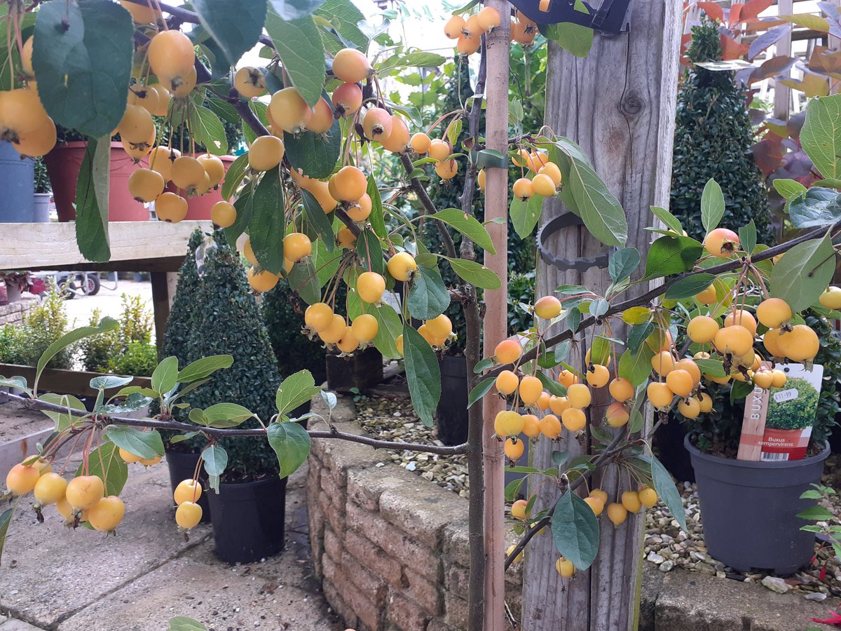 Stephen H. Smiths GC tweet media