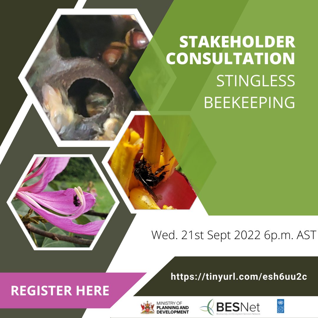 besnet_tt's tweet photo. Are you a  #meliponini beekeeper? Or would you like to start keeping #stinglessbees? Do you live in #trinidadandtobago? 🐝🐝🐝
Join us for a virtual stakeholder consultation on Wednesday, 21st September 2022 at 6 p.m. AST!
Register here: https://t.co/hNRX7OPusM https://t.co/bz42e1puLp