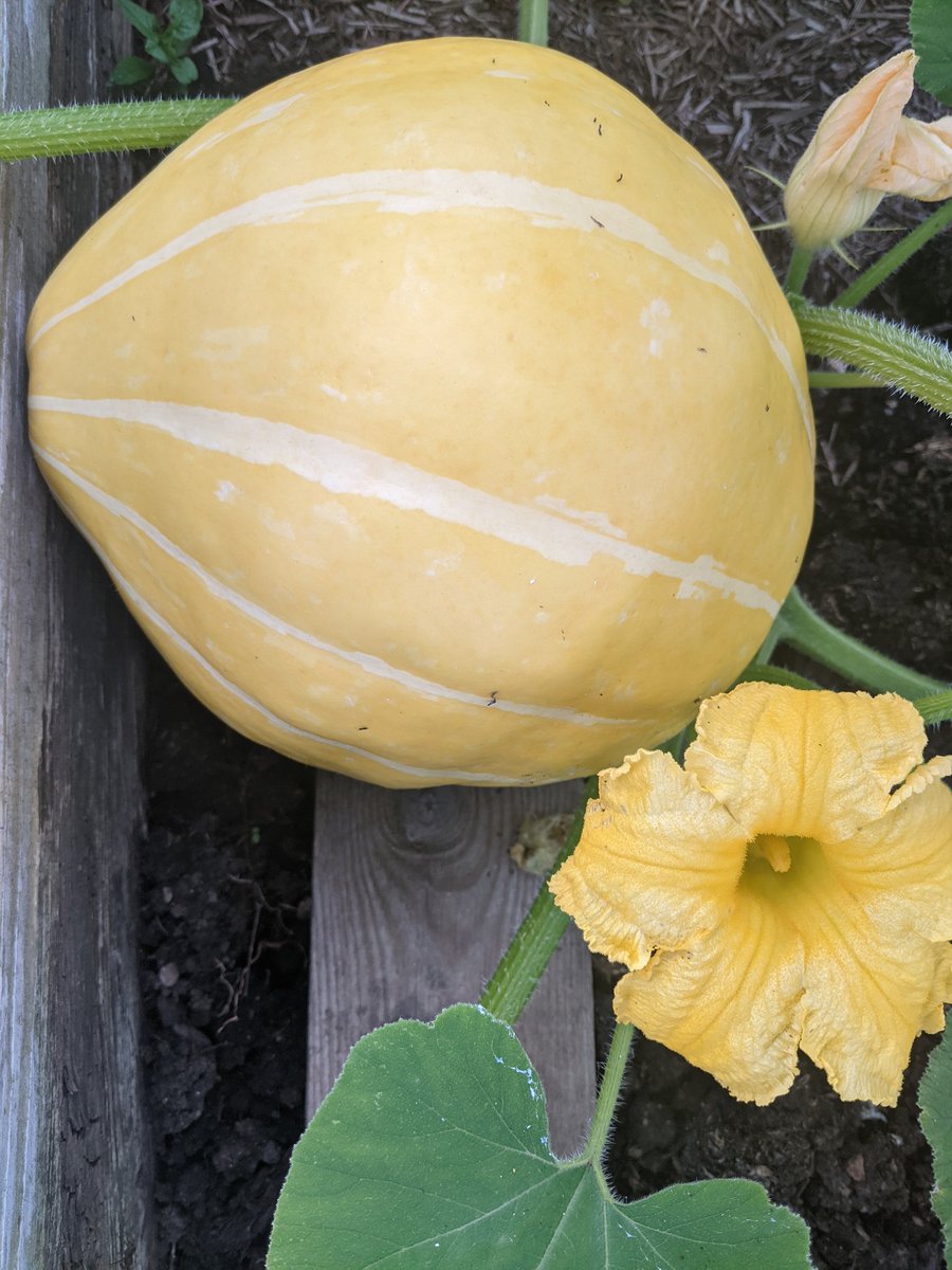 PlentyFdProject's tweet image. And I've harvested this beauty - but not entirely sure what it is as I've lost the label! It was grown from seed so hopefully have the packet or a record of it.