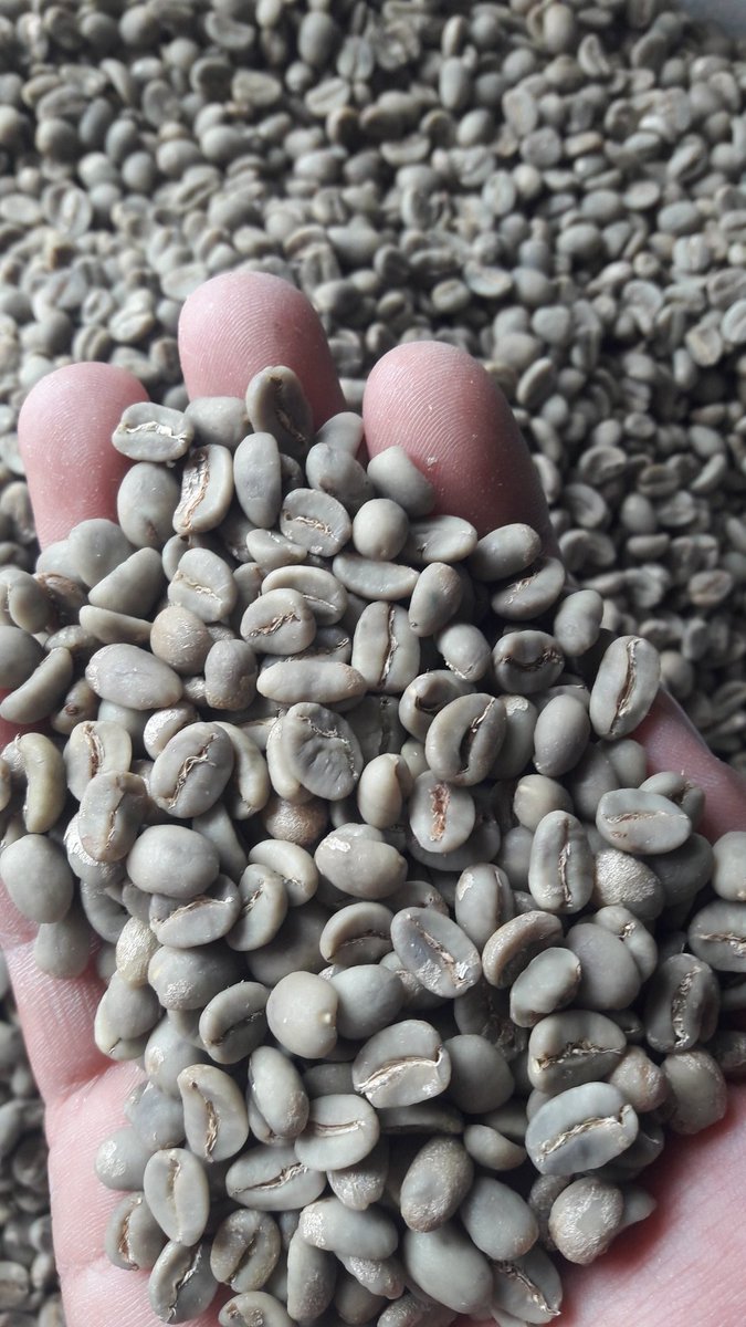 konadicoffee's tweet photo. #FullWash #ArabikaGayo https://t.co/RDk48EwORg