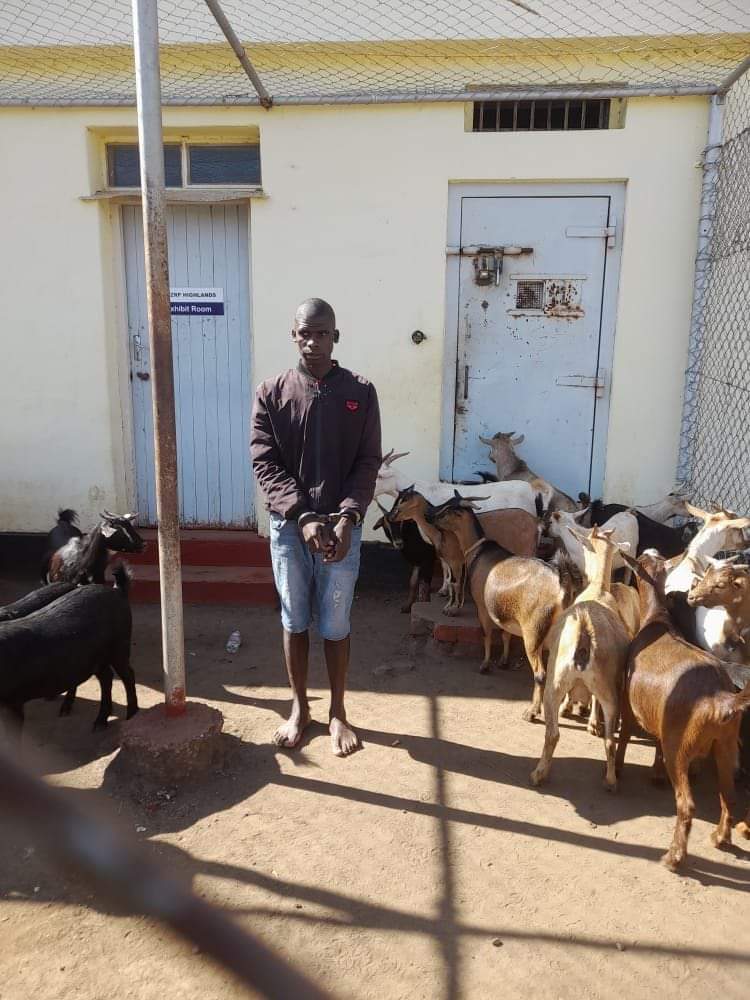 Kundimasekesa's tweet photo. This man yesterday by detectives from CID Highlands Police Station after he was found stashing 17 goats in a Honda Fit vehicle. 17 goats in a Honda Fit is just being too ambitious https://t.co/mPjAucXD6i