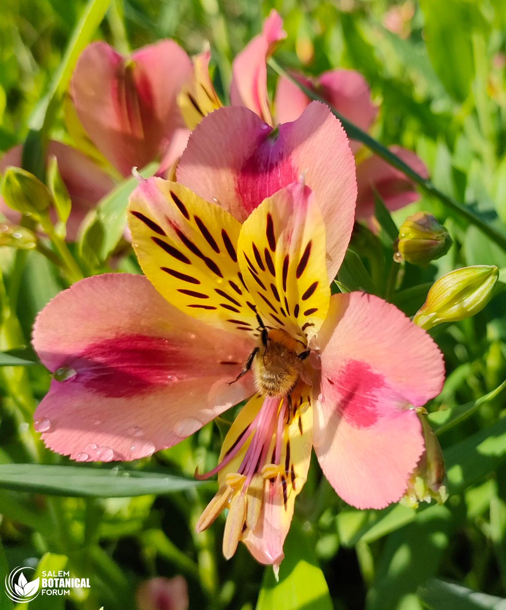 BotanicalForum's tweet photo. Alstroemeria βIndian Summerβ
17 September 2021
Terra Botanica, Angers, France
#Botany #Flowers #BotanicalForum https://t.co/qClTJhziXB