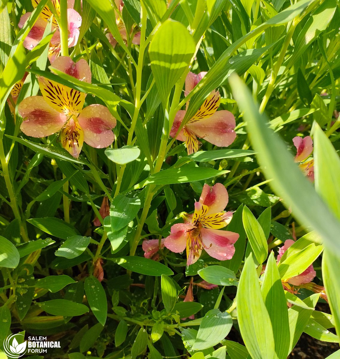 BotanicalForum's tweet photo. Alstroemeria βIndian Summerβ
17 September 2021
Terra Botanica, Angers, France
#Botany #Flowers #BotanicalForum https://t.co/qClTJhziXB