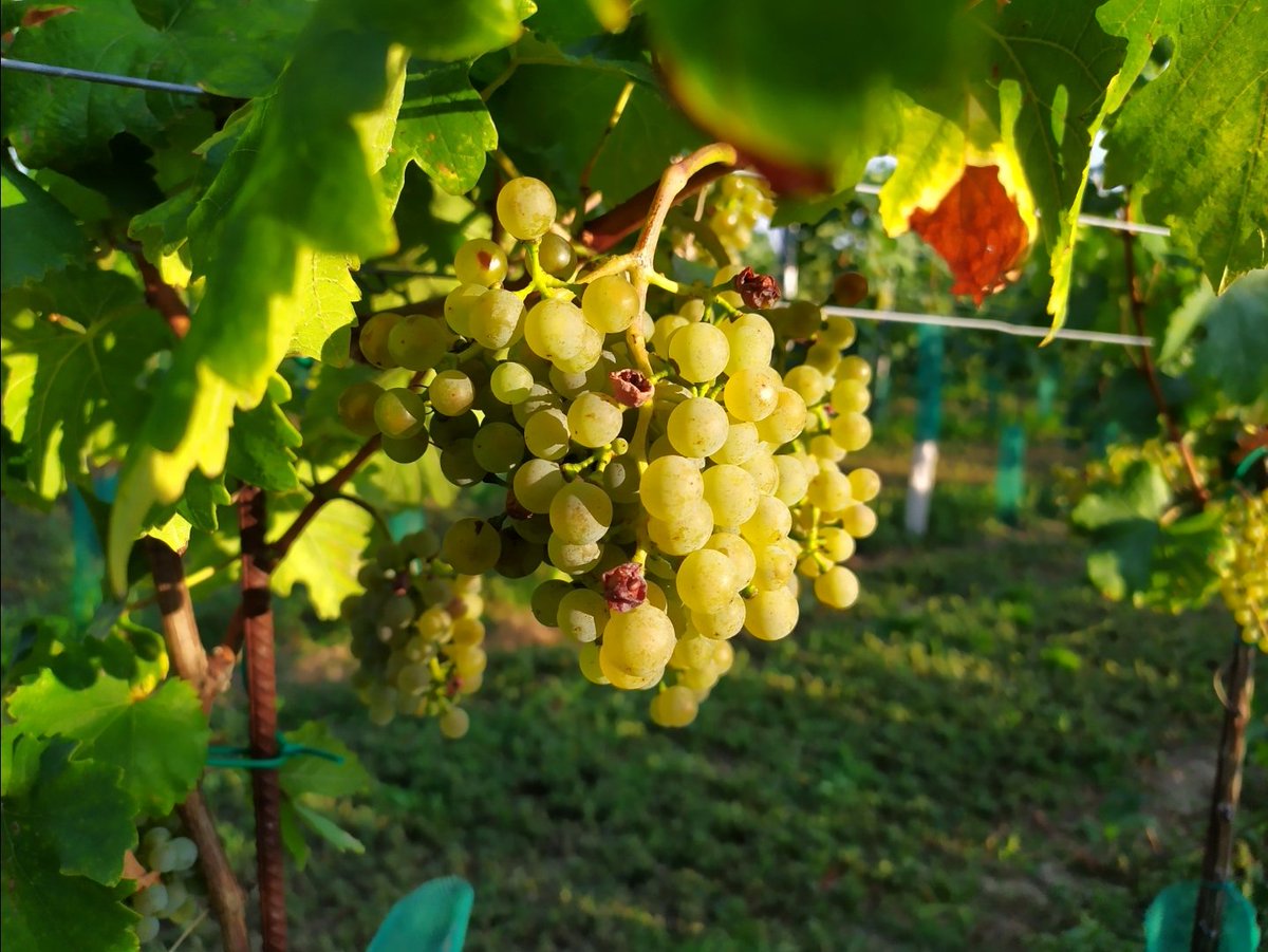 SortJindrich's tweet image. Vinobraní je tu!
🍇+☀️🔜🍷👌
#Znojmo #Morava #Czechia #vinobrani