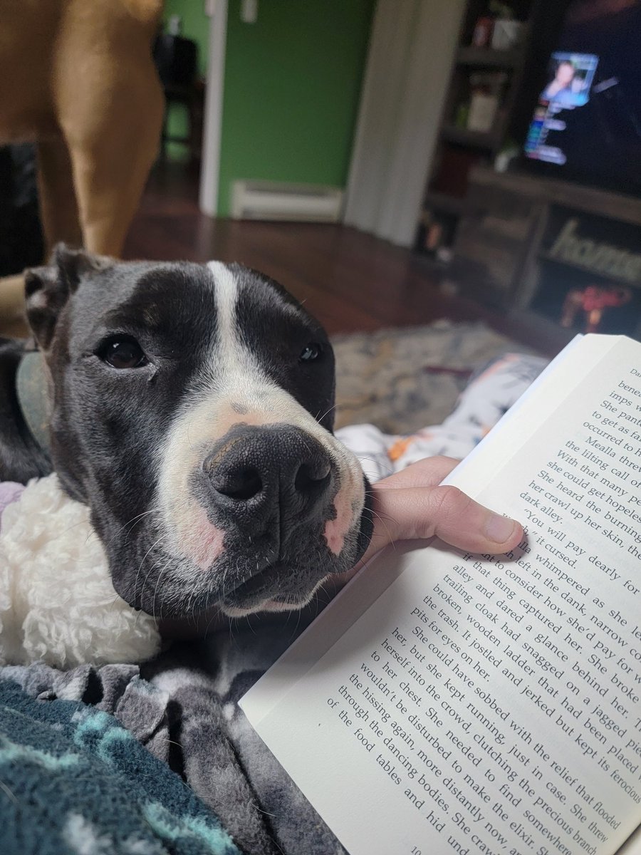 My reading companion while I read through my proof copy. 🥰
#WritingCommunity #Writer #book #YAFantasy #fantasy #BookTwitter