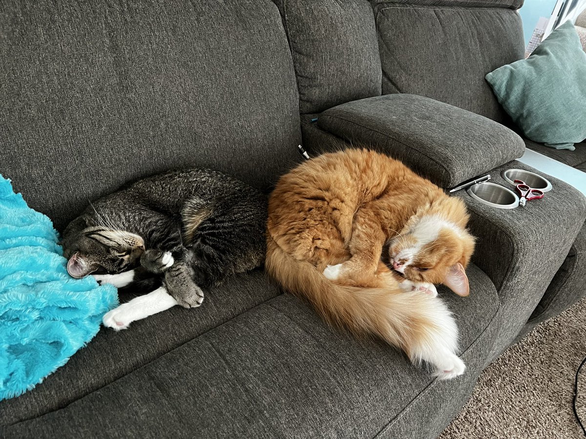 Katherine Pavidis (@pavidiskat) on Twitter photo Cat nap Saturday makes it hard to get homework done Cat nap Saturday makes it hard to get homework done