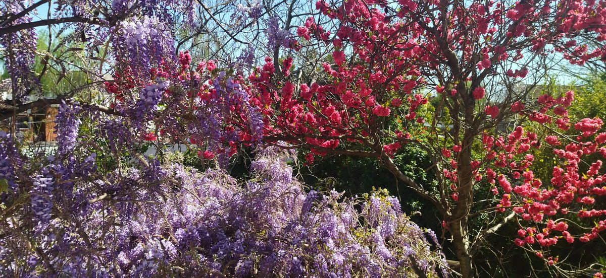 Guzmanb59's tweet photo. Primavera a full!!! https://t.co/vY3dB8vbUu