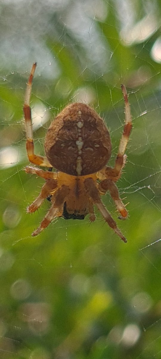 Heaps of spiders out and about at the moment. My kids were terrified when thwy saw this. Got a cracking photo of ot though!!!! 
#spiderseason #loveautumn #nature #spiderwebb #outdoors
