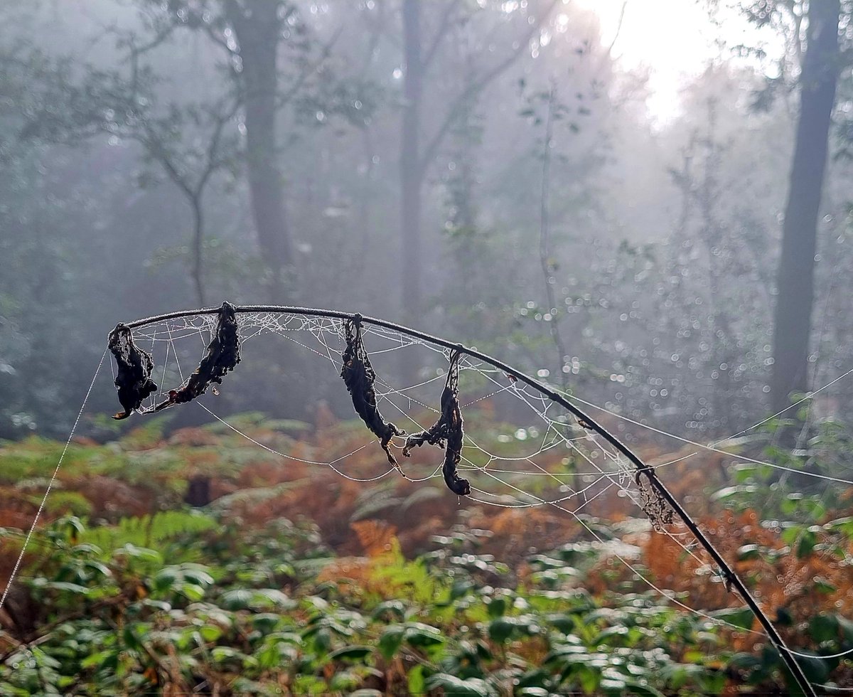 BarbaraCossey's tweet photo. Misty one this morning!
#misty #mistytrees #mouseholdheath #norwich https://t.co/zUcREjjsoT