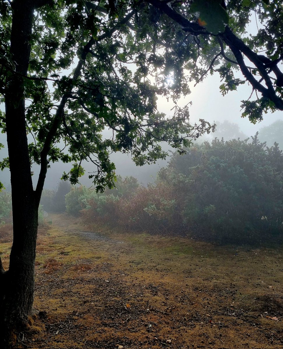 BarbaraCossey's tweet photo. Misty one this morning!
#misty #mistytrees #mouseholdheath #norwich https://t.co/zUcREjjsoT