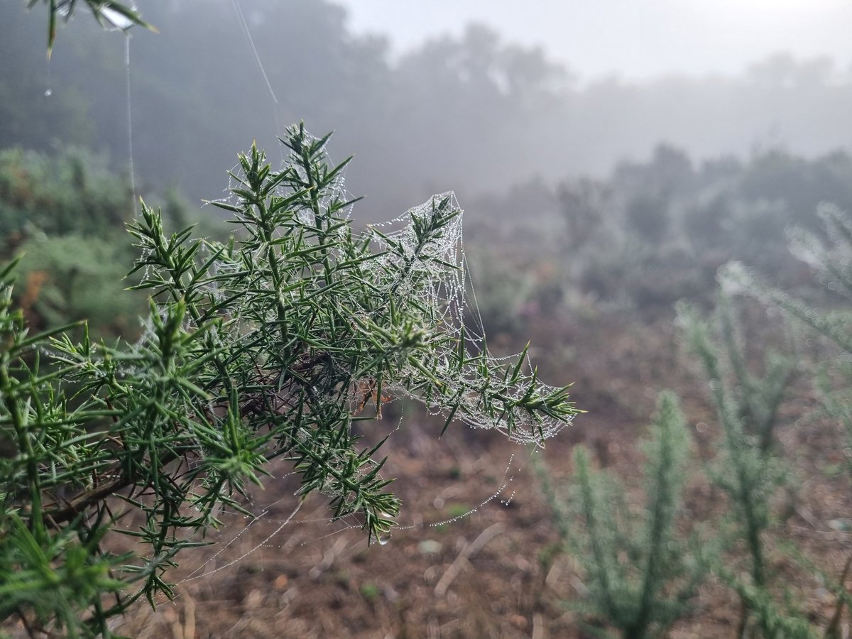 BarbaraCossey's tweet photo. Misty one this morning!
#misty #mistytrees #mouseholdheath #norwich https://t.co/zUcREjjsoT
