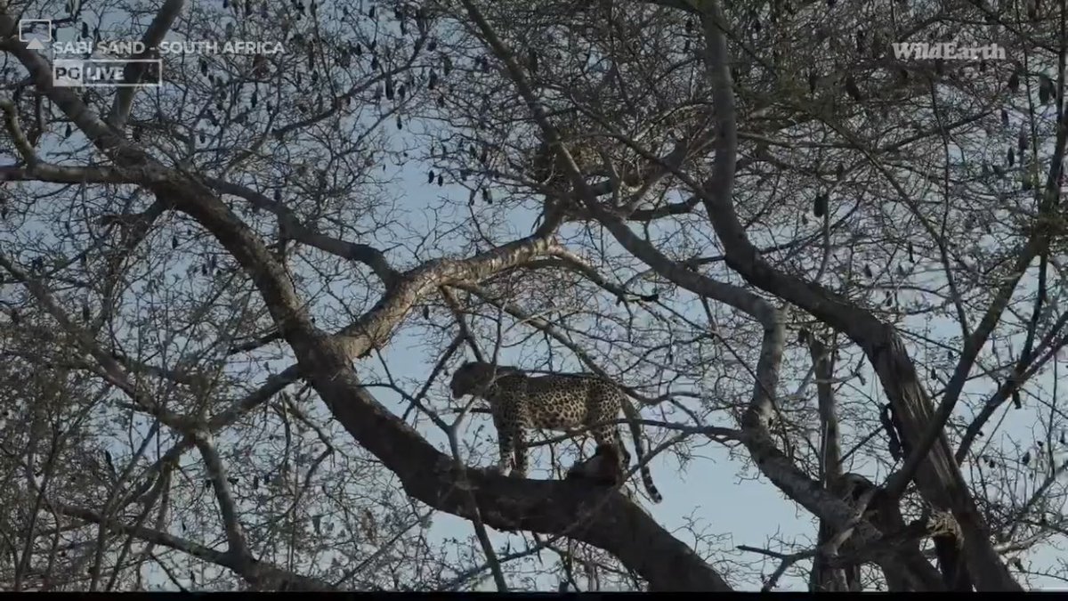 MYavhudi's tweet photo. This is so crazy, It’s so unbelievable and exciting at the same time. A Maribs and Xidulu moment 😲 #wildearth https://t.co/dfblieOFZA