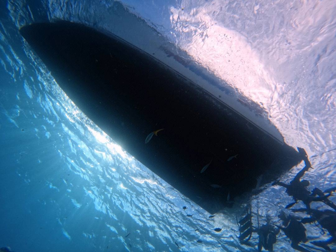 I'm a little shark princess