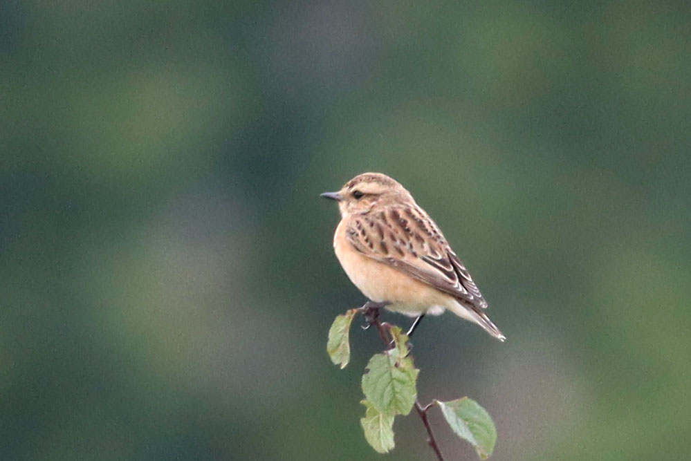 The first Whinchat of this late summer at Wood Farm. I was becoming worried that the site was going to miss out this year despite good numbers elsewhere. It was associating with a Stonechat, making for a good comparison. #londonbirds #woodfarmbirds @harrowncf