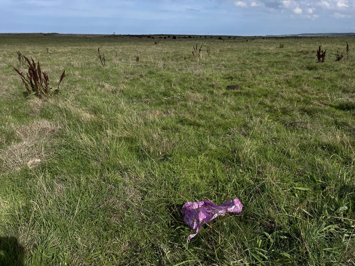 Loose #balloons can kill wildlife and livestock 😢. I hopped over the fence at <a href="/NWTCleyCentre/">NWT Cley Marshes</a> to retrieve this one before it the cattle found it.