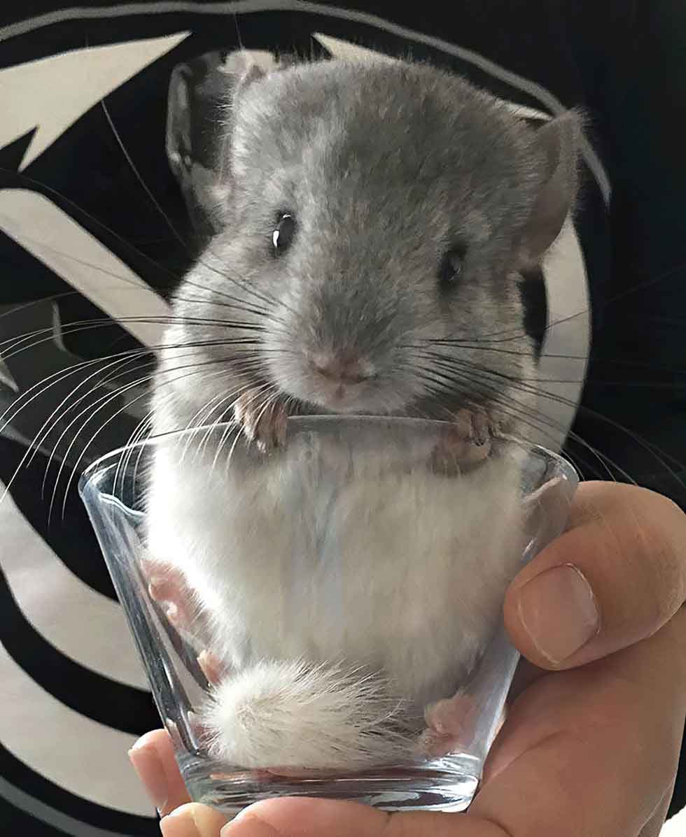 Chinchilla Every Hour (and a half) (@chinchillahour) on Twitter photo 