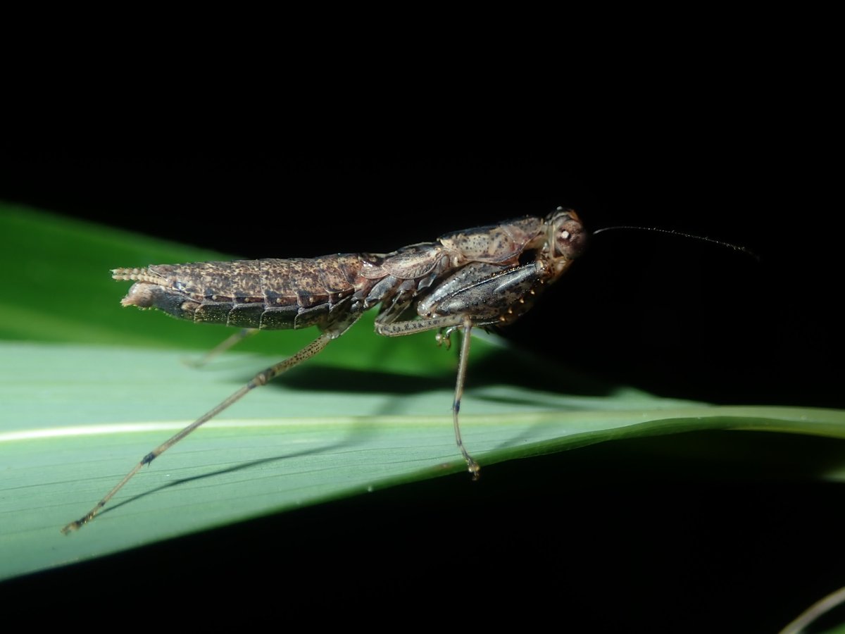 DipFun64's tweet photo. #ヒナカマキリ♀ さんかな。
#Amantis nawai (Shiraki, 1908)
かわいくてかっこいい子だ。
10 September 2022, Japan
TG-5 撮影
#カマキリ目
#Mantodea https://t.co/Fcc3GkUD9R