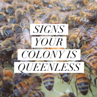 Natlyt's tweet image. I think this might be appropriate. It is an issue for beekeepers. 🧵
#queenlessness
beekeepinglikeagirl.com/signs-your-col…