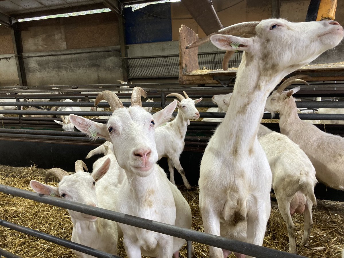 When was the last time you visited a farm? #farmlife #farm2fork #agrotourism #farmvisits #farmersmarket #goats