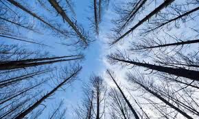 energyisle's tweet image. “I took a walk in the woods and came out taller than trees.” – Henry David Thoreau. #ClimateAction