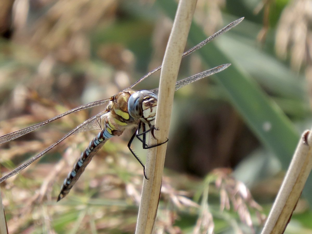 A Migrant Hawker today resting on reeds #ThamesBarrierPark #Dragonfly