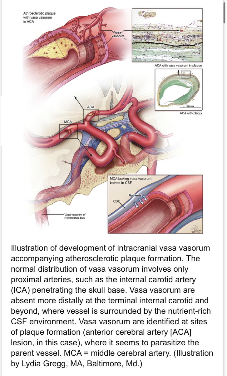Oren Gottfried, MD tweet media