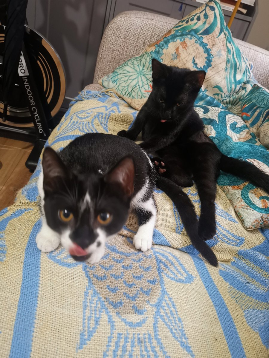 explorer_mel's tweet image. We adopted these two #bleps yesterday 💕 #AdoptDontShop meet Momo and Truffle
