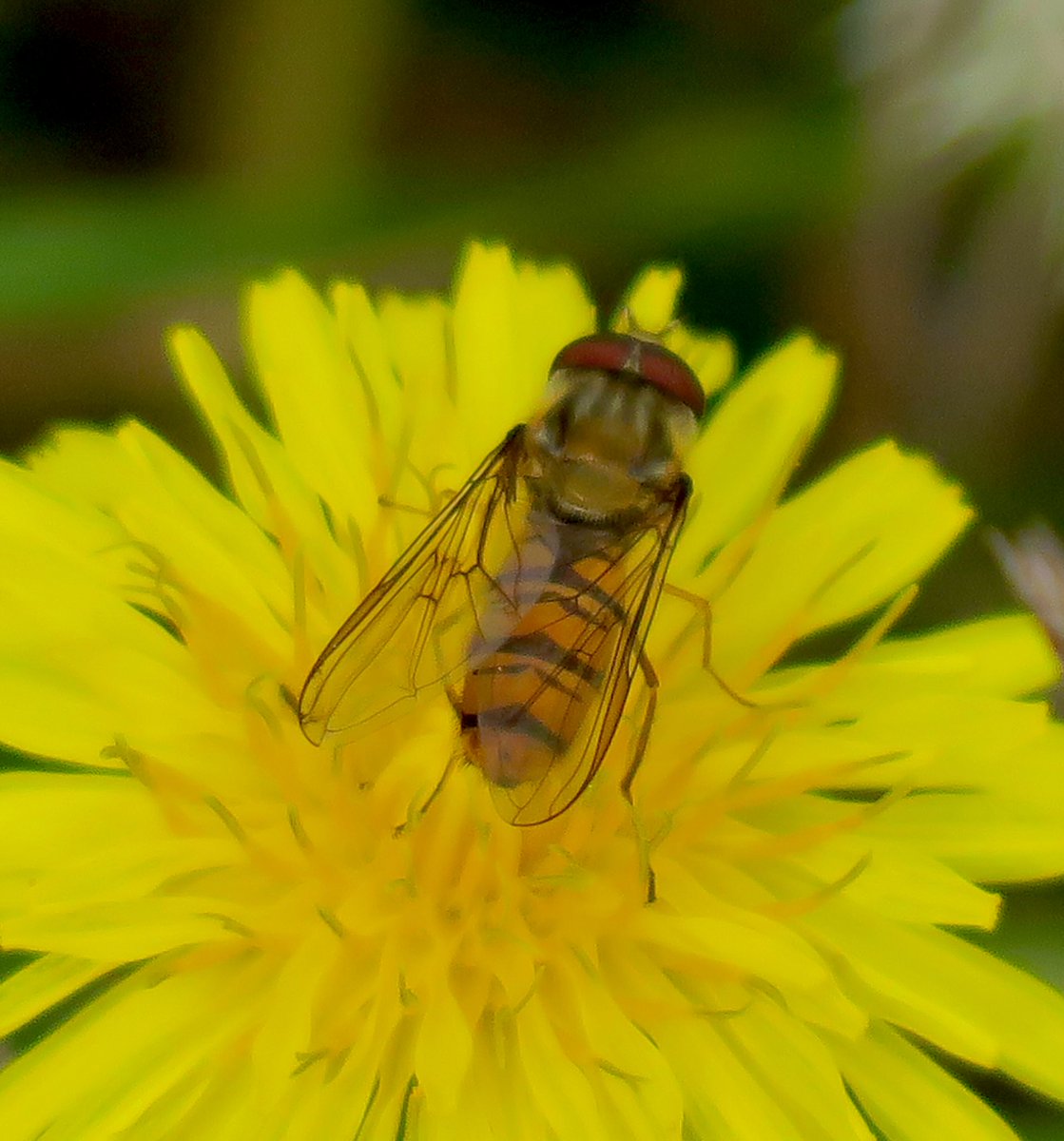 lynda_lambert's tweet photo. 9 Marmalade Hoverfly - Episyrphus balteatus on a small clump of Hawkweed in its various forms and one other ,Eupeodes latifasciatus I think due to its small size #Middlebere https://t.co/FCRznYXmrw