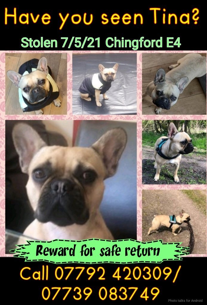 MissingPetsGB's tweet photo. SUBSTANTIAL CASH REWARD
NO QUESTIONS ASKED
IF YOU HAVE HER CALL 07792420309
100% CONFIDENTIALITY GUARANTEED
WE KNOW ALL THE SCAMMERS NO MONEY WILL BE GIVEN UP FRONT NO TINA
NO MONEY WE DONT CARE WHO YOU ARE WE ONLY WANT TINA BACK
TAKE THE MONEY & WE GET TINA HOME #findtina https://t.co/7jHyyswlES
