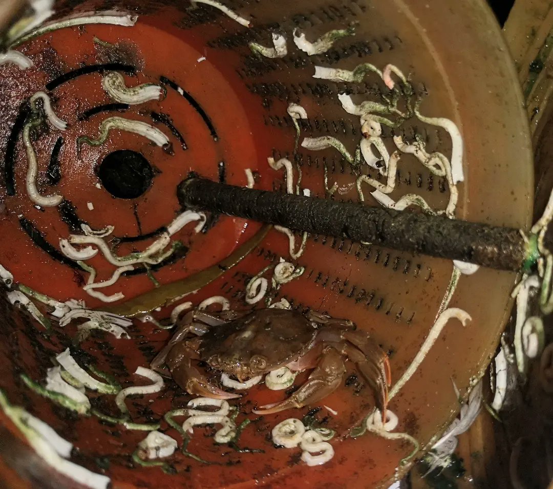 DorsetLimpet's tweet photo. A Scotty bait pot drifted over from the US. Trapped inside a small pelagic swimming crab. Its almost certainly a crab called Liocarcinus holsatus, otherwise known as the Flying crab or the Livid crab. 
Thanks to @stevetrewella etal for the info. #liocarcinusholsatus https://t.co/1mXQ0LSc4s