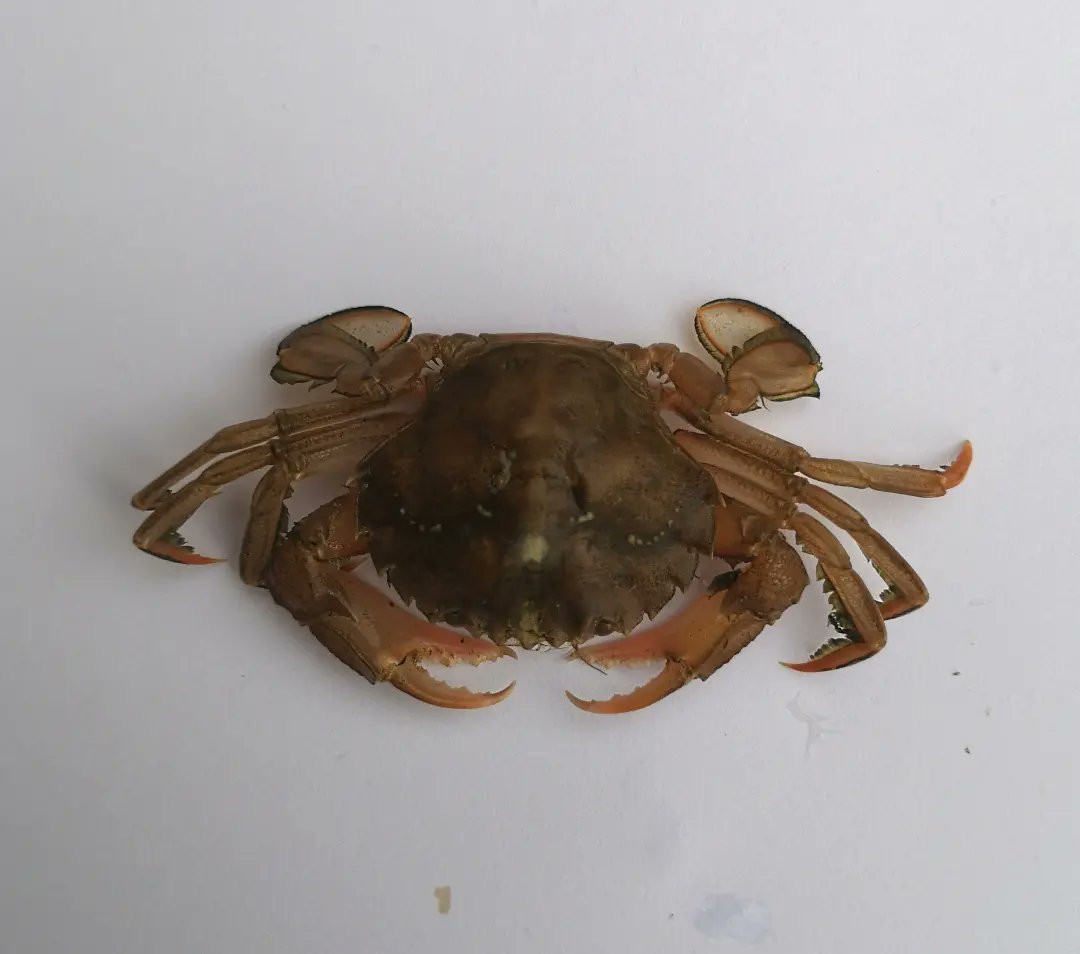 DorsetLimpet's tweet photo. A Scotty bait pot drifted over from the US. Trapped inside a small pelagic swimming crab. Its almost certainly a crab called Liocarcinus holsatus, otherwise known as the Flying crab or the Livid crab. 
Thanks to @stevetrewella etal for the info. #liocarcinusholsatus https://t.co/1mXQ0LSc4s