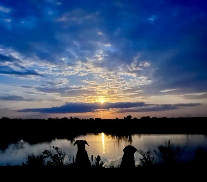 MugieCamp's tweet photo. FULL MOON RISING. 🌕
#fullmoon #moonlight #mugiedam #reflections #moonreflection #moonreflections #moonlightlovers #mugiecamp #ekoriansmugiecamp #naturephotography #nightfall #nightphotography #nightfallglow #breathtaking #beautifullandscapes #dogs #dog #mansbestfriend https://t.co/sl9NeEiTxZ
