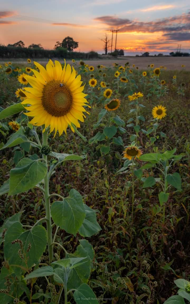 A nice little field of Sunflowers I discovered hidden just past Jenny Walker lane, going on to the Bridgnorth road. The sunset sky was perfectly placed for a nice colourful backdrop! 🌻🌻👍 lovely photos Lee Nuttall
