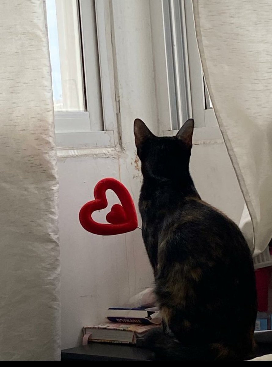 CalChange's tweet photo. From me to you,with love! 💕
#cats #pets #meow #purr #animals #love #compassion #kindness #adopt #dontshop https://t.co/SRaBFRknlL