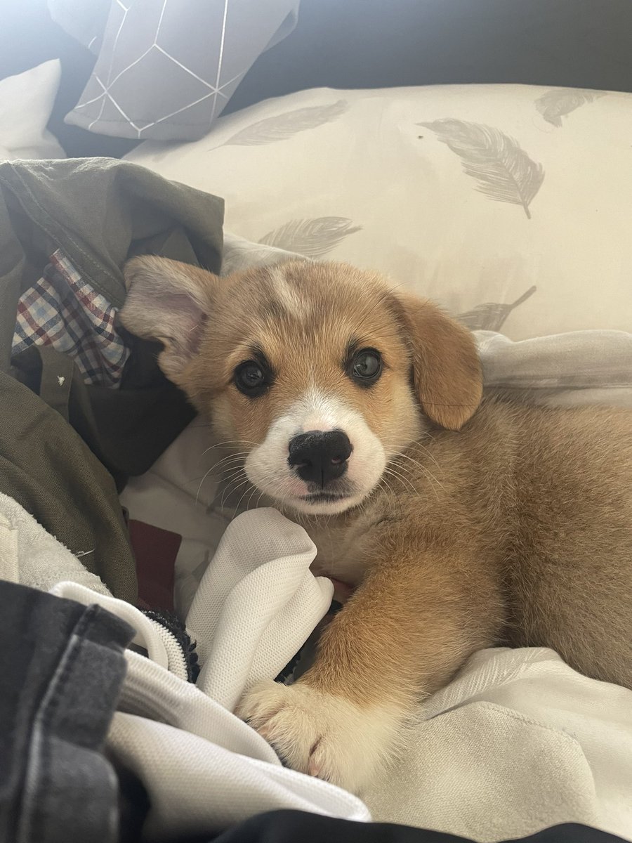 Brown_Jesss's tweet photo. I think I could have the cutest puppy ever 
Our little Elvis😭 https://t.co/mEED9WZYWi