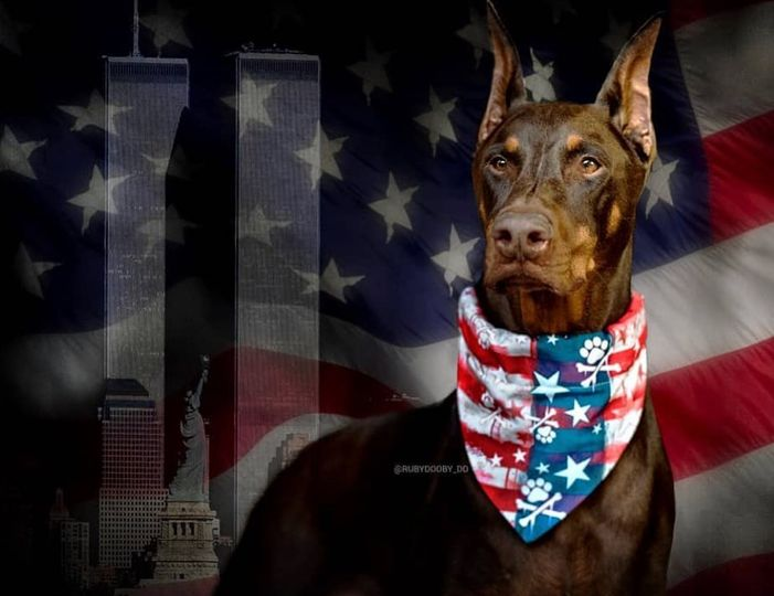 Schnauzer7's tweet photo. Credit to Charles and Ruby🌈 (#Rubydoobydo)
#neverforget #911 https://t.co/sMYfqBygt2