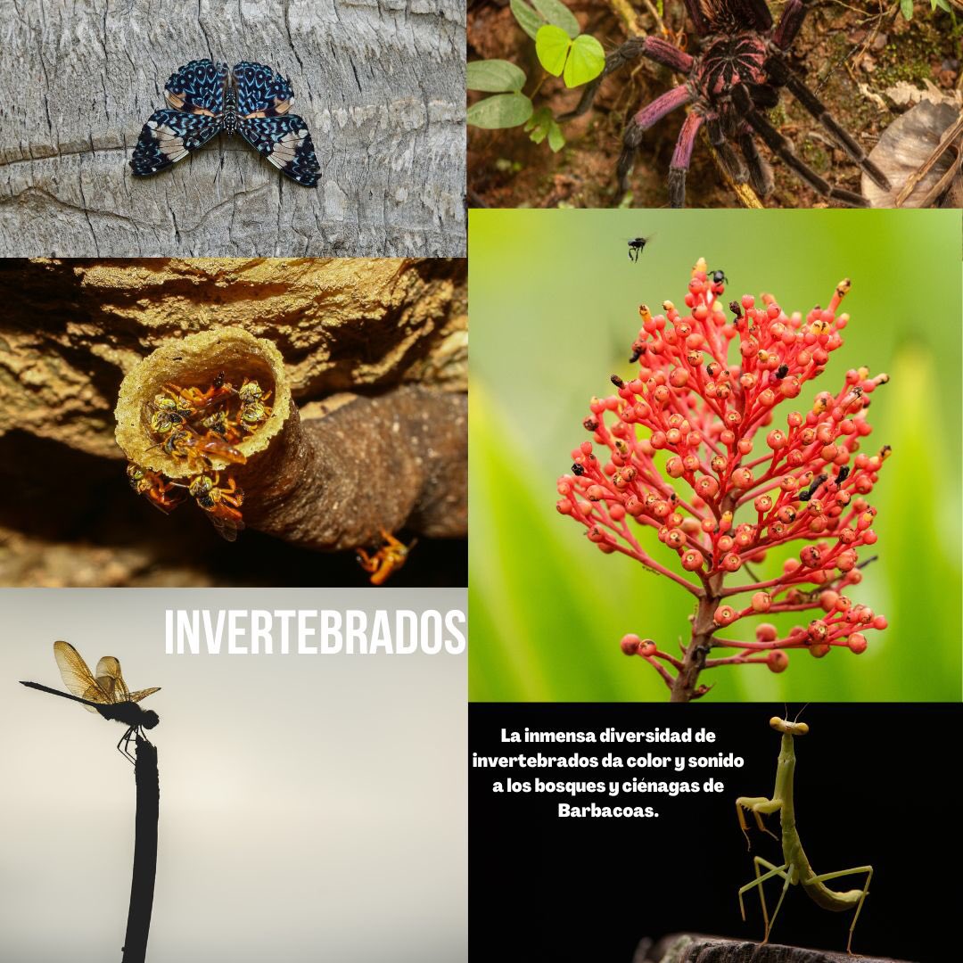 Biodiversa Colombia tweet media