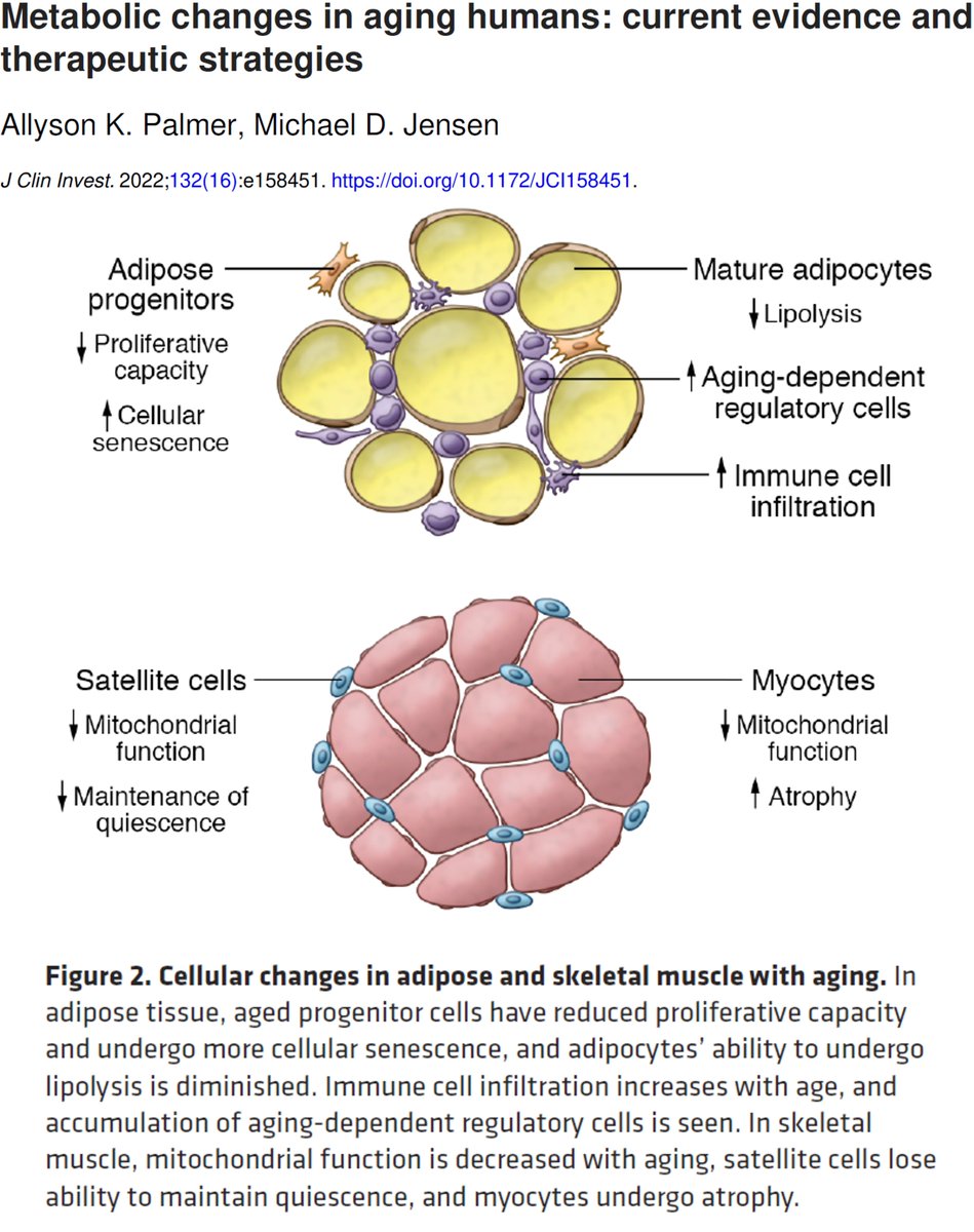 Satchin Panda (@satchinpanda) on Twitter photo Timely <a href="/jclinicalinvest/">Journal of Clinical Investigation</a> review on metabolic changes in aging humans with specific focus on fat, muscle and liver.
Take home message - the best and proven way to slow down aging is optimum nutrition and exercise.
jci.org/articles/view/⦠Timely <a href="/jclinicalinvest/">Journal of Clinical Investigation</a> review on metabolic changes in aging humans with specific focus on fat, muscle and liver.
Take home message - the best and proven way to slow down aging is optimum nutrition and exercise.
jci.org/articles/view/ā¦