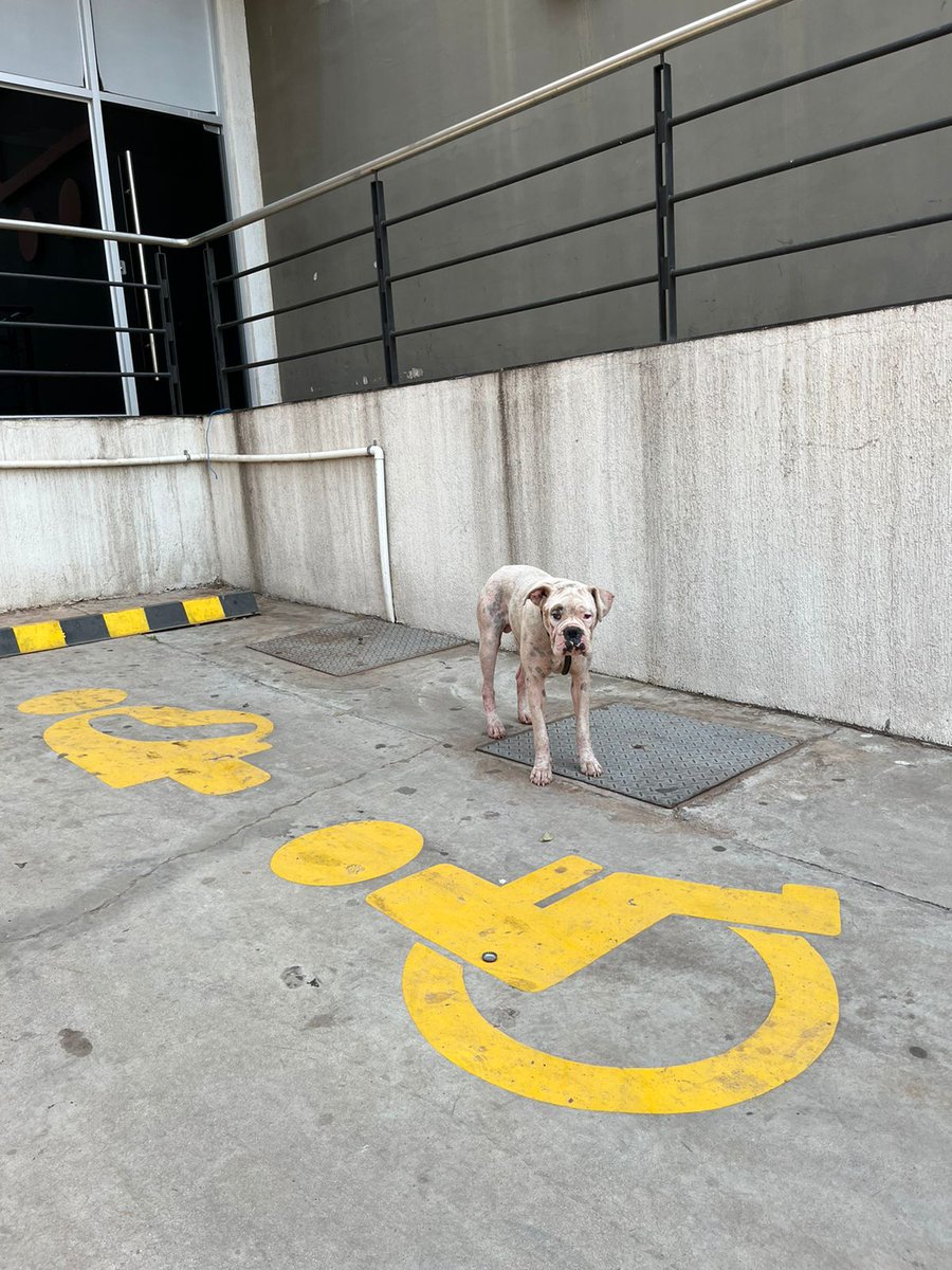 _marcevz's tweet photo. Perro aparentemente perdido en el supermercado Santa Rosa de Lambaré, con algunas heridas en el cuerpo. Le pusimos un poco de purina pero no quiso 
RT porfa @perdidospy @Ayudandopeludos @patitaperdidas @hector_rubin @jazgaleanopy https://t.co/QxKKvUnzCI