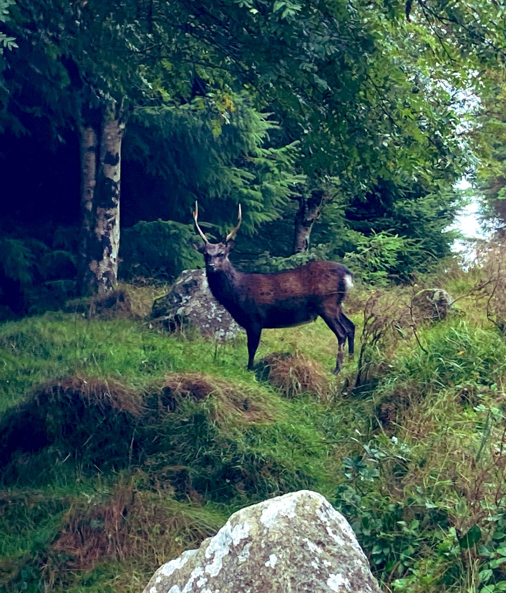 mcclean_siobhan's tweet photo. Majestic 
#Tibradden https://t.co/CoCysDPAEp