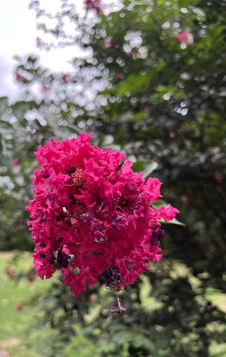 TwoCupsOfChaa's tweet photo. Hearts are heavier some days more than others. Good morning to the ones who needed that cup of tea, mug of coffee or  glass of water to help them get through the day. Here are some flowers to cheer up your timeline 

#sundayvibes #sunday #chadacup #teatime #flowers #gardening https://t.co/w3IOFKMY1q
