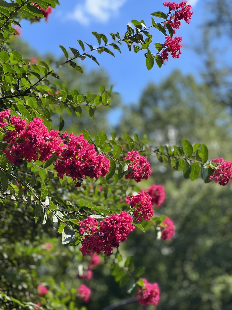 TwoCupsOfChaa's tweet photo. Hearts are heavier some days more than others. Good morning to the ones who needed that cup of tea, mug of coffee or  glass of water to help them get through the day. Here are some flowers to cheer up your timeline 

#sundayvibes #sunday #chadacup #teatime #flowers #gardening https://t.co/w3IOFKMY1q