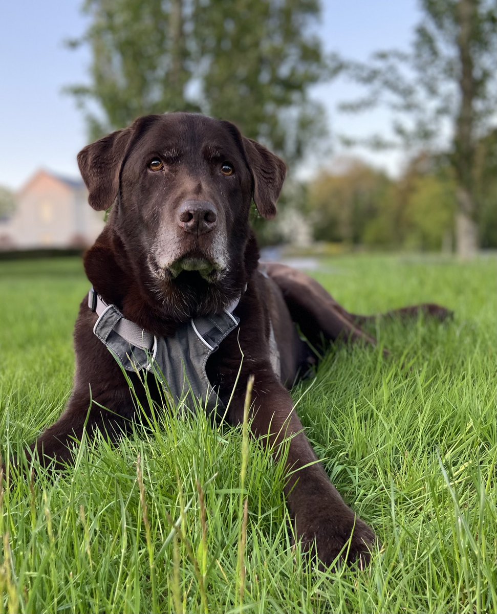 It would’ve been Earl’s 15th birthday today, he nearly made it🥹
Obviously I’m biased but what a handsome fellow he was🤩