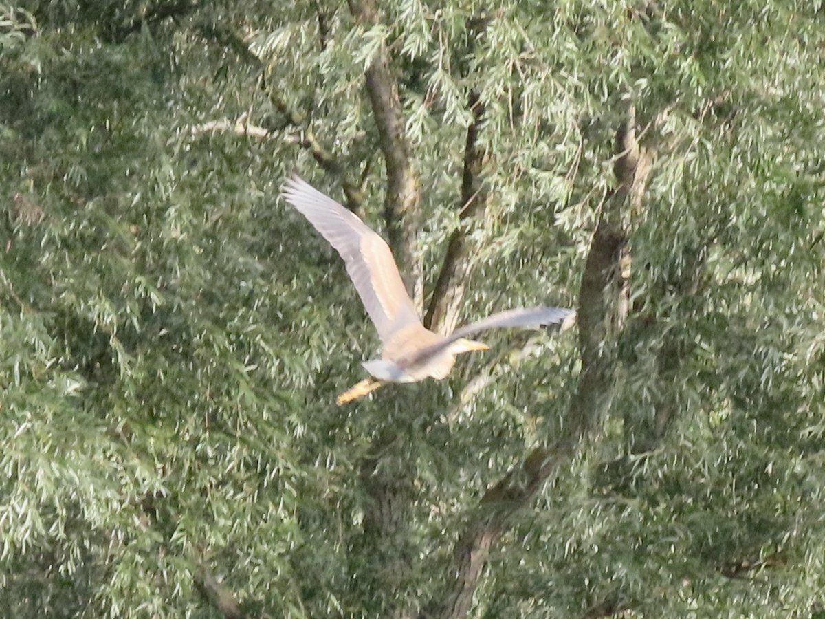 lidunka's tweet photo. Is this a purple heron? Just before Botany Bay area on little Ouse โฆ@RareBirdAlertUKโฉ โฆ@BirdGuidesโฉ #justhoping #lovebirds https://t.co/Ee7fBa5CXw