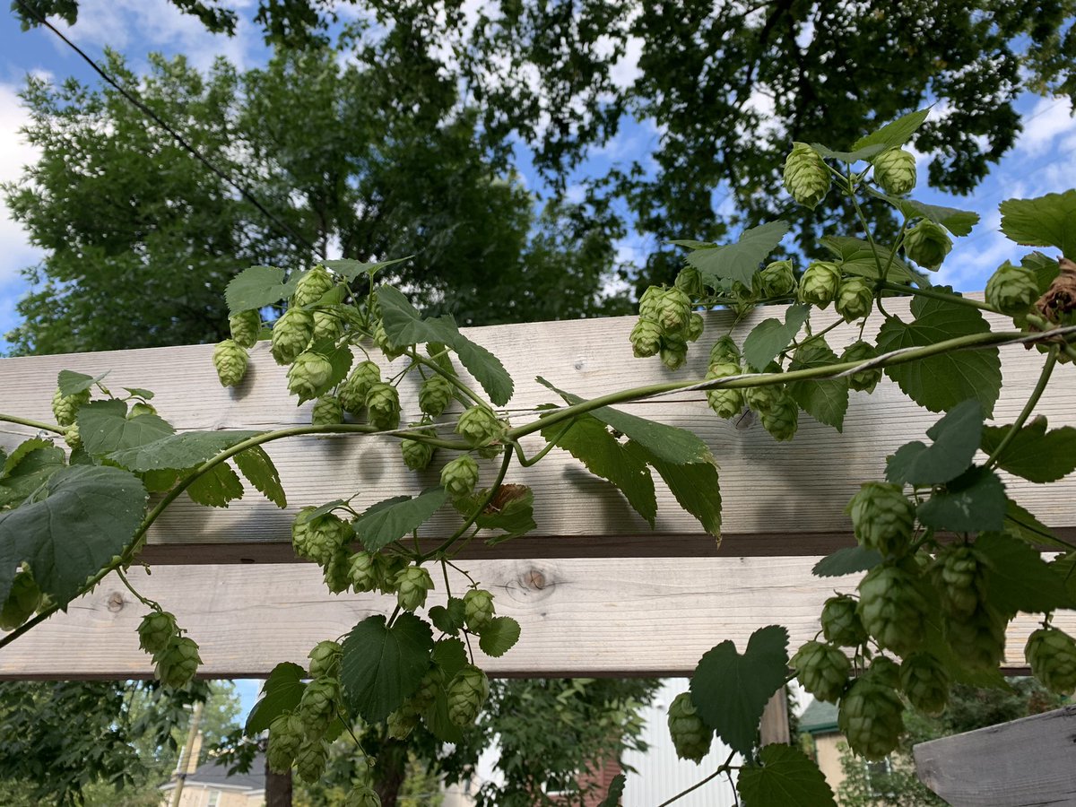 Brian Pincott tweet media