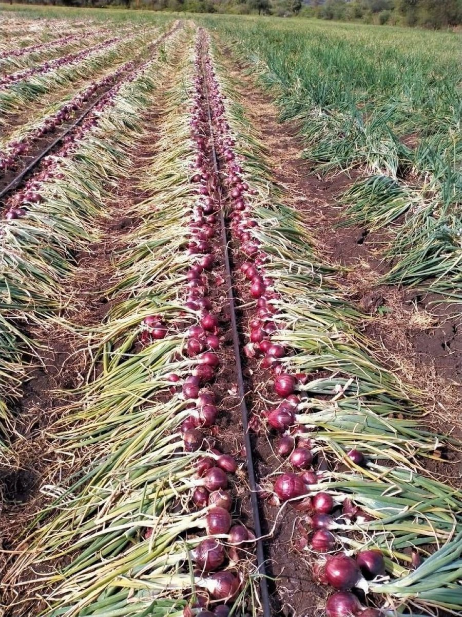 Happy Sunday. If you are interested in the future of modern onion farming, like and retweet massively.
