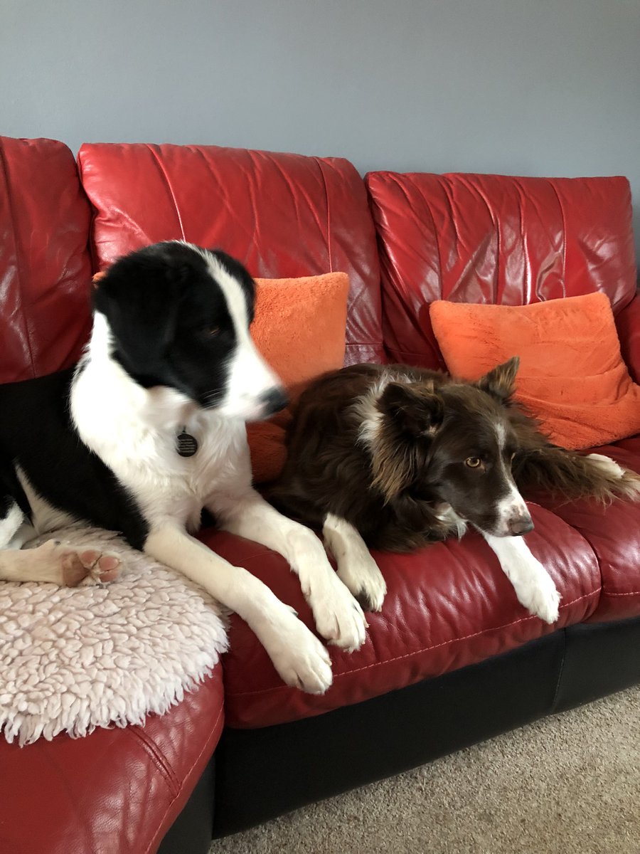 macleanchelle's tweet photo. @NickyAACampbell Ofcourse #DogsOnSofa they are #Family https://t.co/NzRPRQwhFl